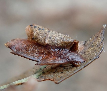 Larval case on Crataegus • West Devon • © Phil Barden