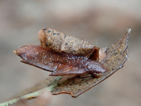 Coleophora siccifolia