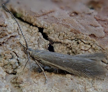 Adult reared from larvae swept from Calluna • Dartmoor, Devon • © Phil Barden