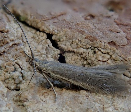 Adult reared from larvae swept from Calluna &bull; Dartmoor, Devon &bull; &copy; Phil Barden