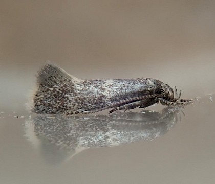 Adult • Brook Down, Isle of Wight • © Phil Barden