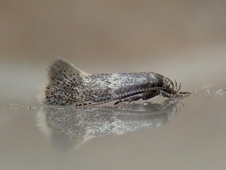 Elachista bedellella