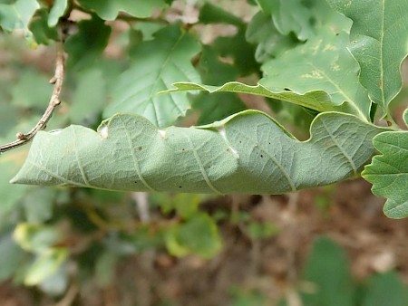 Ancylis mitterbacheriana