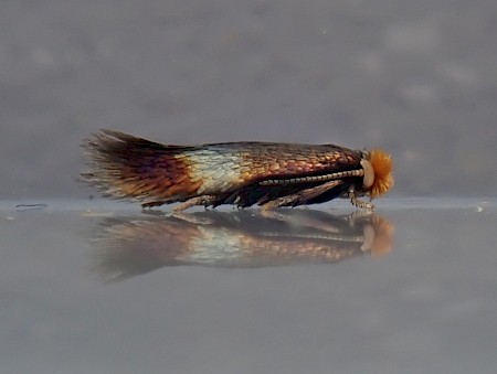 Stigmella regiella