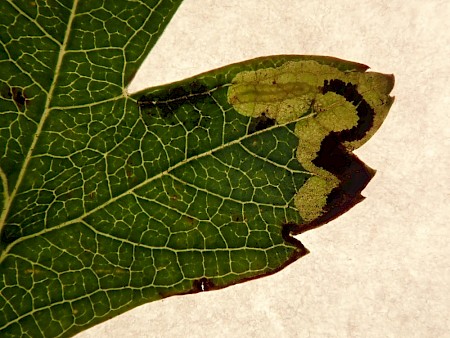 Stigmella regiella