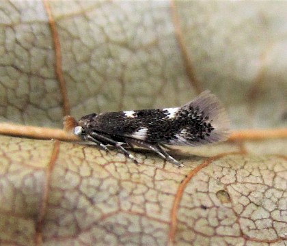 Adult, reared from larva on Alder &bull; East Ross, Scotland &bull; &copy; Nigel Richards