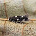 Adult, reared from larva on Alder • East Ross, Scotland • © Nigel Richards