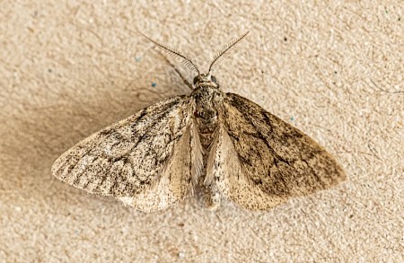 Dusky Carpet Tephronia sepiaria