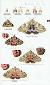 Concise Guide to the Moths of Great Britain and Ireland - internal plate