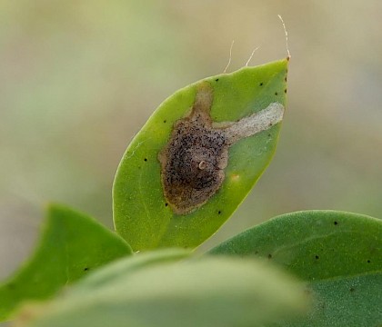 Larval mine on Bird