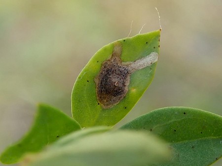 Leucoptera lotella