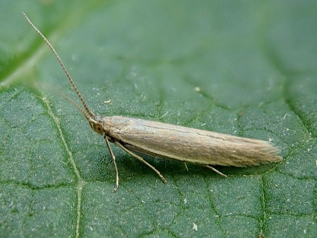 Coleophora adjunctella