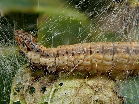 Cryptoblabes bistriga