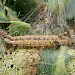 Larva on Quercus sp. • Dartmoor, Devon • © Phil Barden
