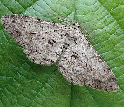 Adult • New Forest, Hampshire • © Phil Barden