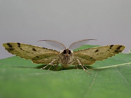 Great Oak Beauty Hypomecis roboraria