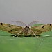 Adult, front view • New Forest, Hampshire • © Phil Barden