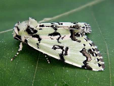 Scarce Merveille du Jour Moma alpium