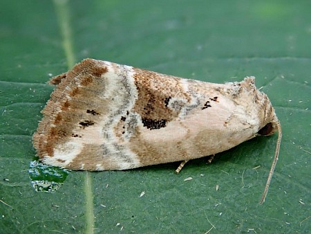 Rosy Marbled Elaphria venustula