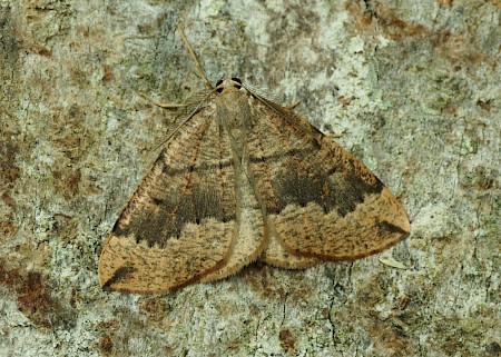 Banded Pine Carpet Pungeleria capreolaria