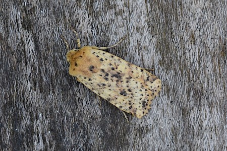 Dotted Chestnut Conistra rubiginea