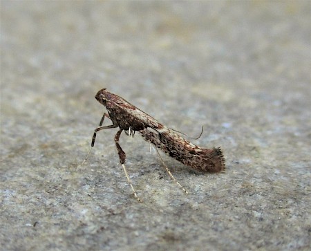 Caloptilia stigmatella