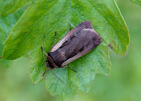 Flame Shoulder Ochropleura plecta