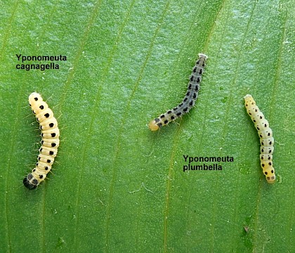Larva comparison with Y. cagnagella • Bere Alston, Devon • © Phil Barden