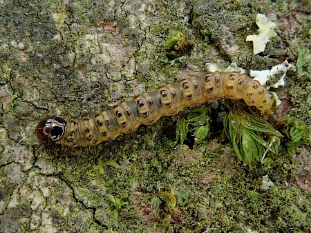 Bryotropha domestica