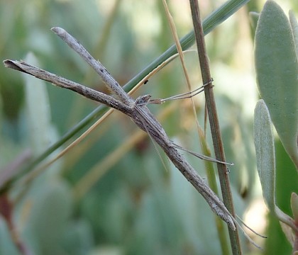 Pterophoridae