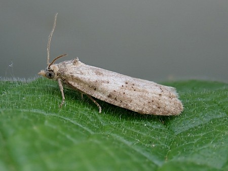 Cnephasia conspersana