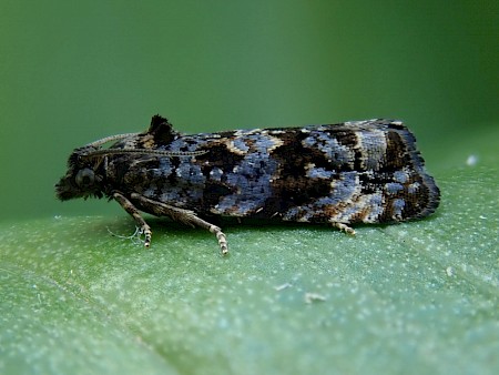 Endothenia ustulana