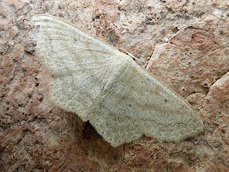 Sub-angled Wave Scopula nigropunctata