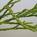 Larva on Tamarisk • St. Lawrence, Isle of Wight • © Phil Barden