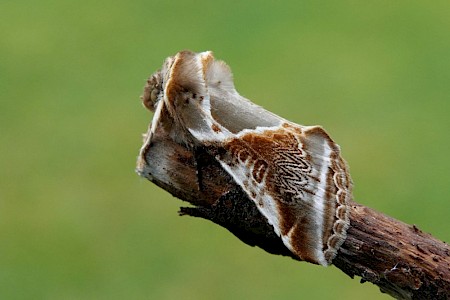 Buff Arches Habrosyne pyritoides