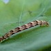 Larva • © Brian Hancock