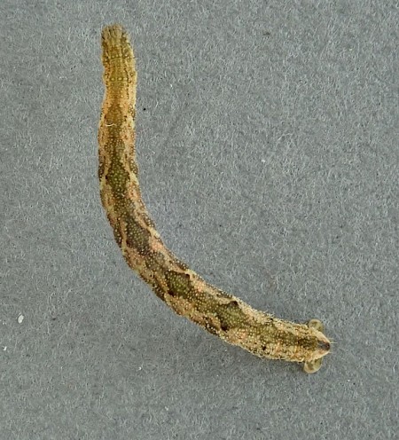 Common Pug Eupithecia vulgata
