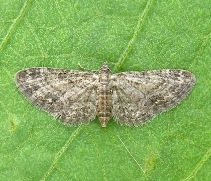 Adult • Beetham, Cumbria • © Brian Hancock