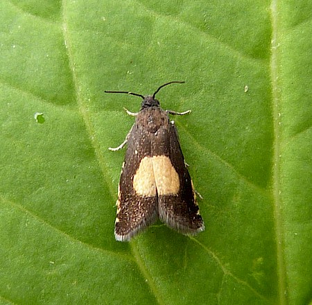 Pammene trauniana