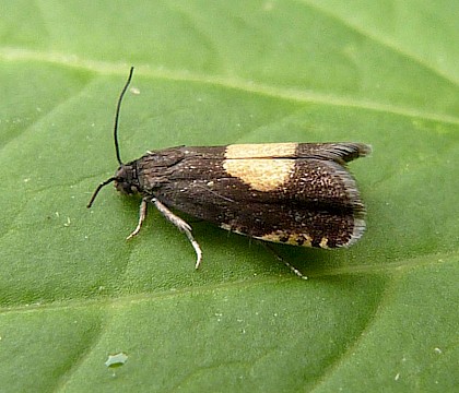 Adult • Claybrooke Magna, Leicestershire • © Graham Calow