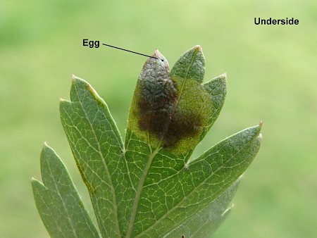 Stigmella paradoxa