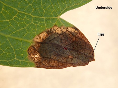 Stigmella paradoxa