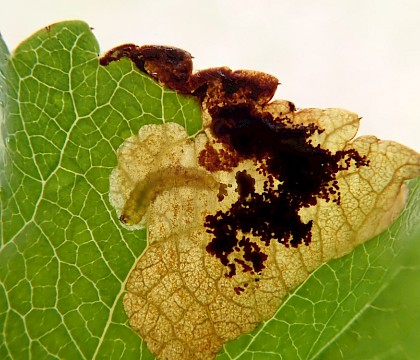 Mine, with larva on Malus • Bere Alston, Devon • © Phil Barden