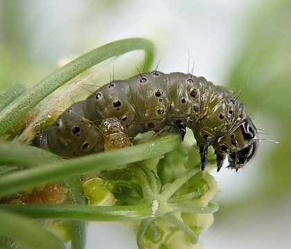 Larva on Pimpinella major • South Devon • © Phil Barden