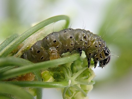 Depressaria pimpinellae