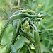 Shoot of Pimpinella major showing larval signs • South Devon • © Phil Barden