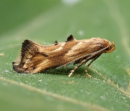 Adult, reared from larva • Bere Ferrers, Devon • © Phil Barden