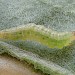 Larva (adult reared) • Bere Alston, Devon • © Phil Barden