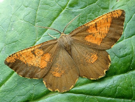 Orange Moth Angerona prunaria