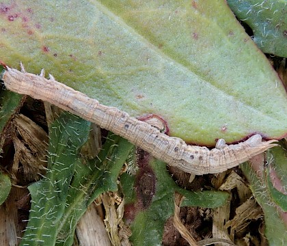 Larva • Soar, South Devon • © Phil Barden